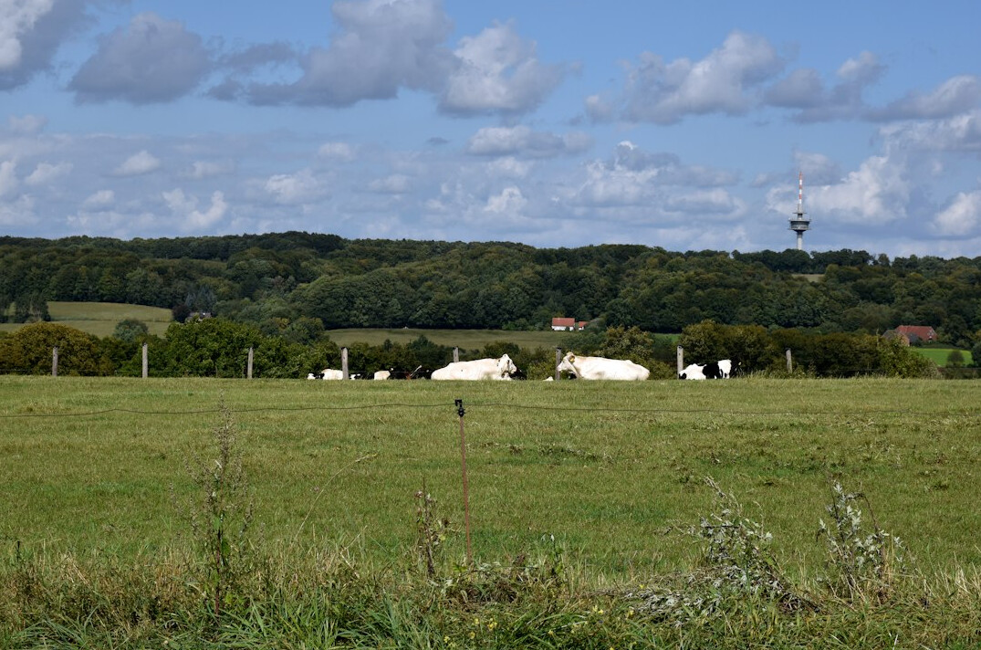 Danish countryside with farmland and a windmill